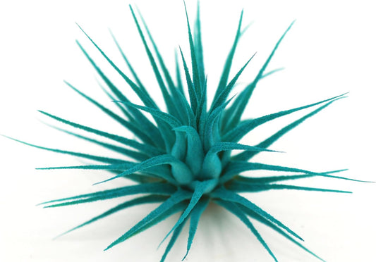 Live Extra Large Tillandsia Ionantha Guatemala Enhanced Colored Colorful Air Plant 3+ inch Easy Care Indoor Outdoor Home Decor Gift Airplant Awesome Industries Live Arrival Guaranteed (Teal XL)