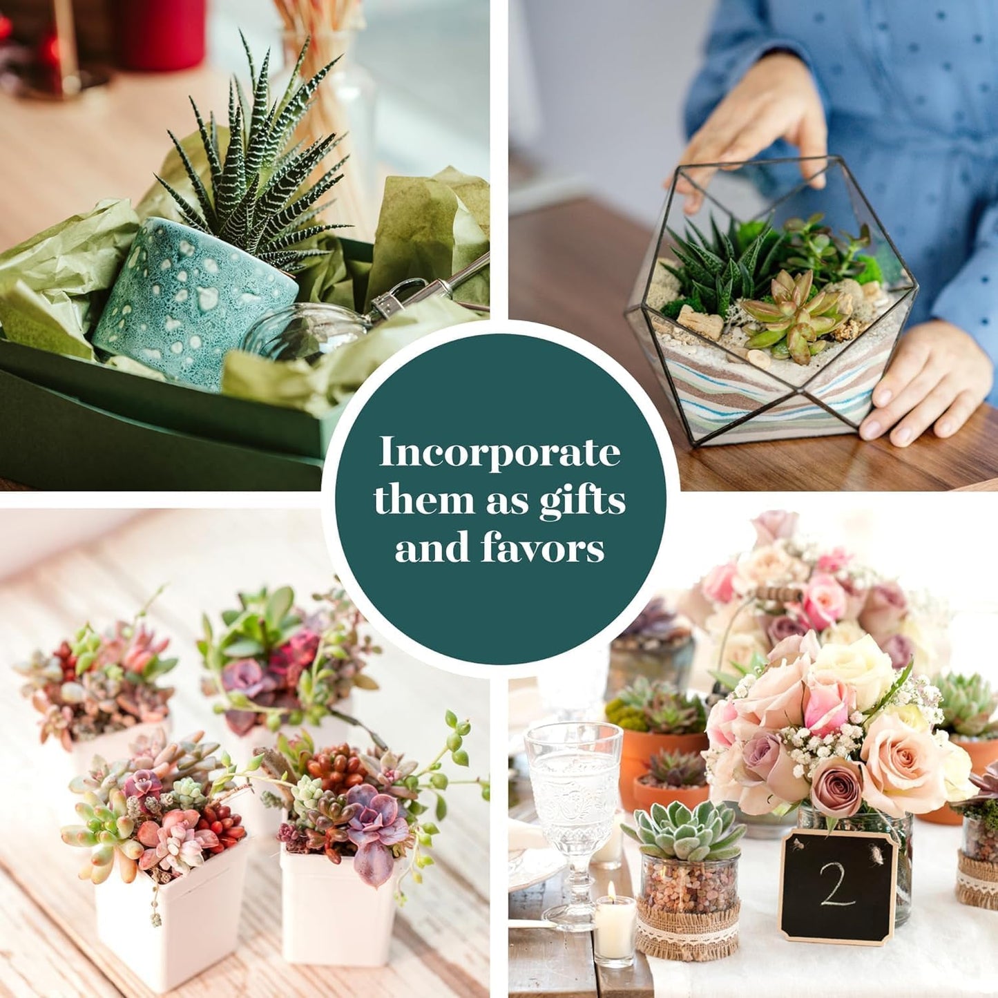 Shop Succulents Assorted Succulent Plant Pack Collection - Live Mini Succulent Plants, Low Maintenance, Mixture of Colors & Textures - Wedding and Party Favors, Gift & Garden, Pack of 6