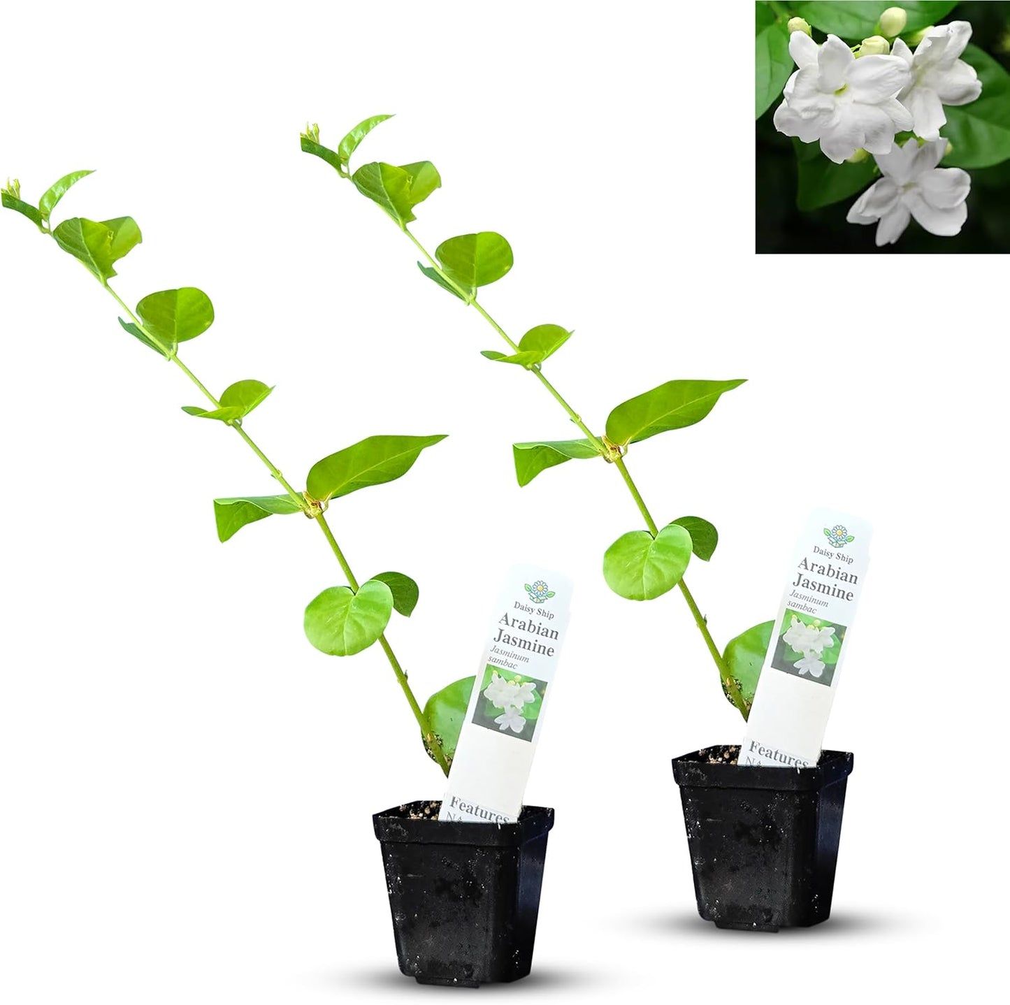 Arabian Jasmine (Jasminum Sambac) - Live, Fragrant, Blooming, Indoor/Outdoor Decorative Plant (2 Arab jas Cups)