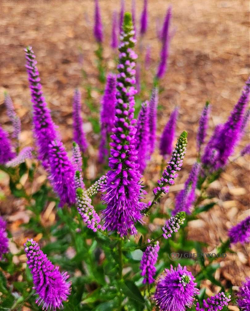 Greenwood Nursery: Live Perennial Plants - 'Very Van Gogh' Spiked Speedwell + Veronica Spicata - [Qty: 2X Pint Pots] - (Click for Other Available Plants/Quantities)