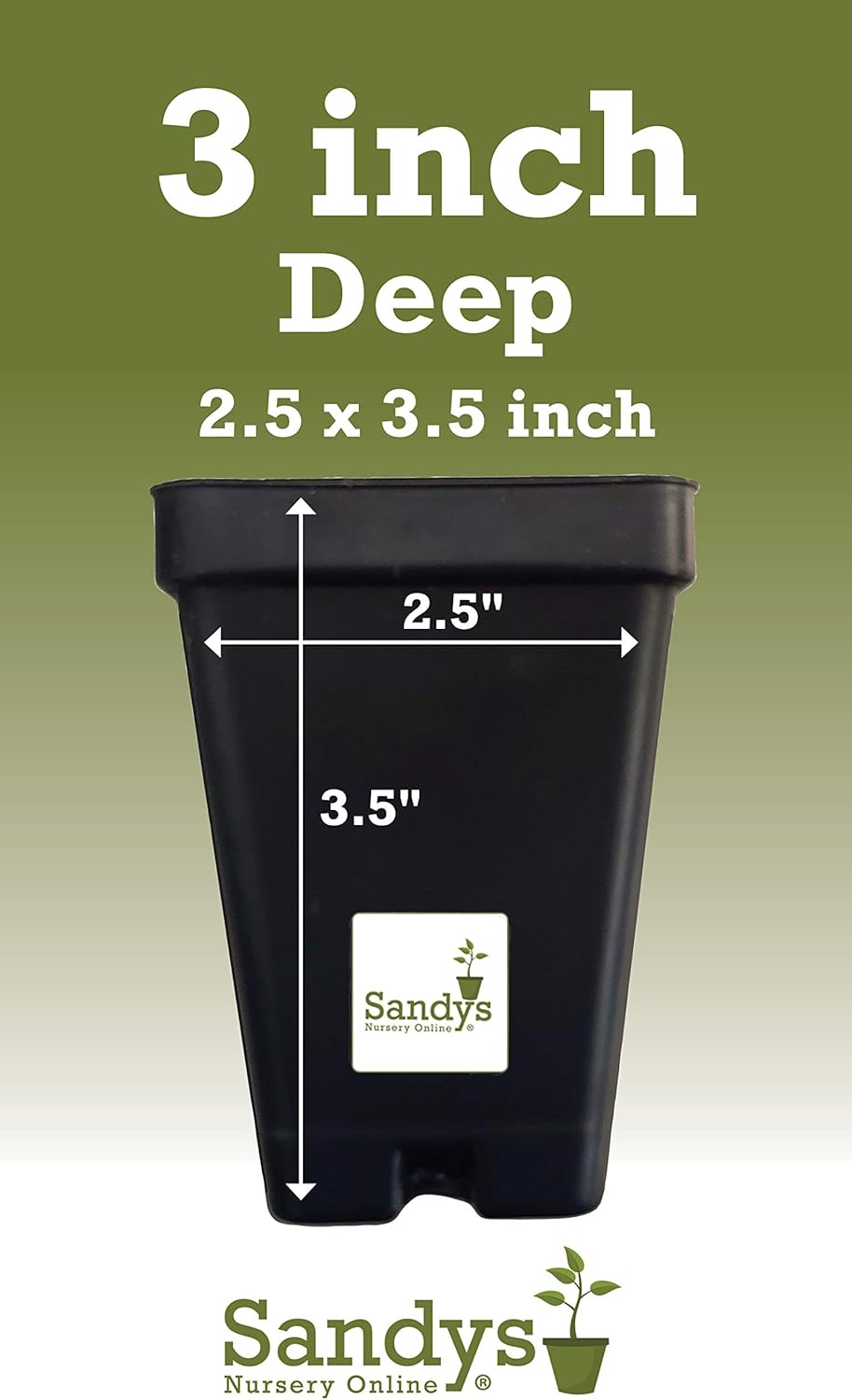 Thuja Green Giant Arborvitae Tree, 3 Inch Pot