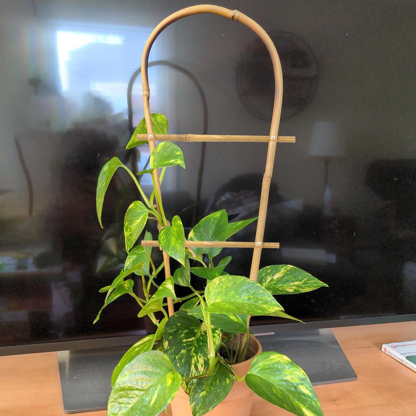 10 Pack 2ft U-Shape Bamboo Trellis for Climbing Plants, Natural Garden Trellis for Tomatoes, Cucumbers, Potted Plants, Vegetables Indoor Outdoor