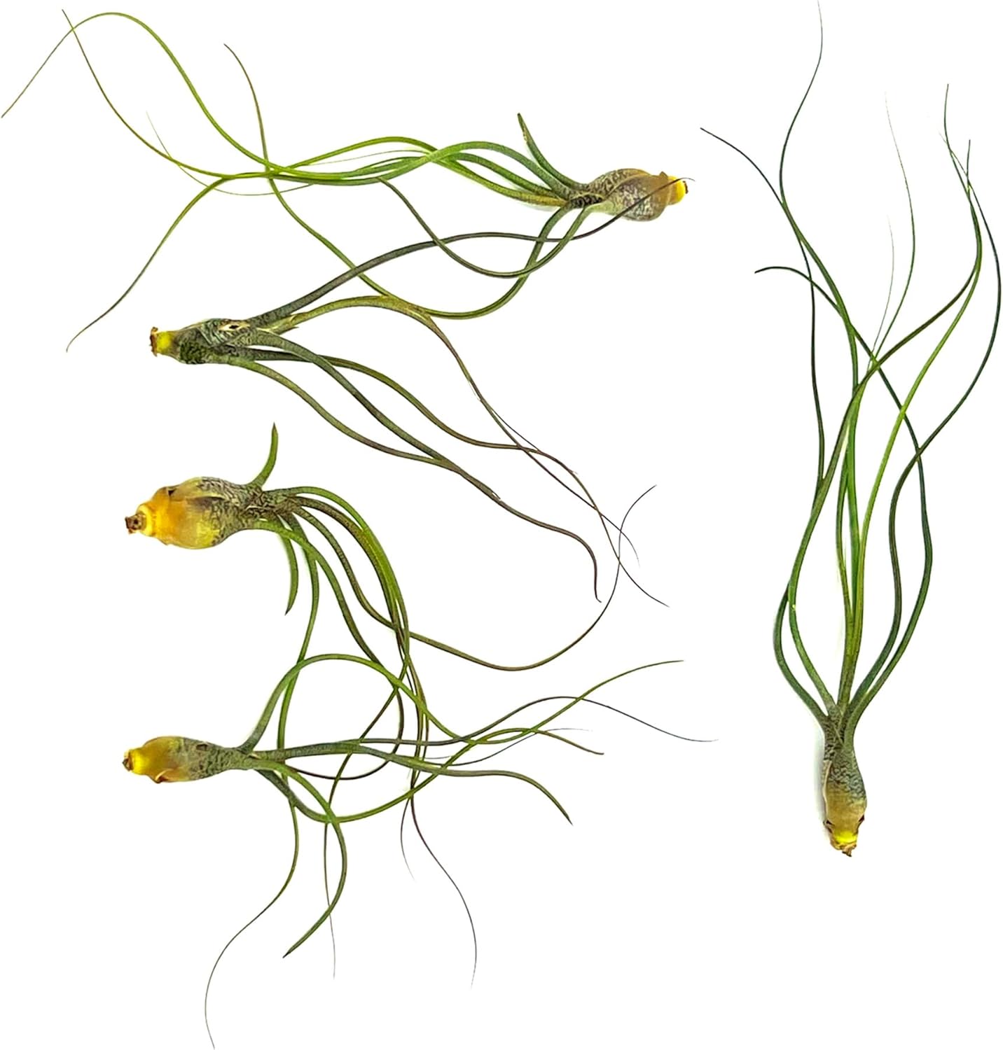 Live Air Plants - Tillandsia Butzii, Jumbo 7-9" - 5ct - Live Arrival Guaranteed - House Plants for Home Decor & Gift