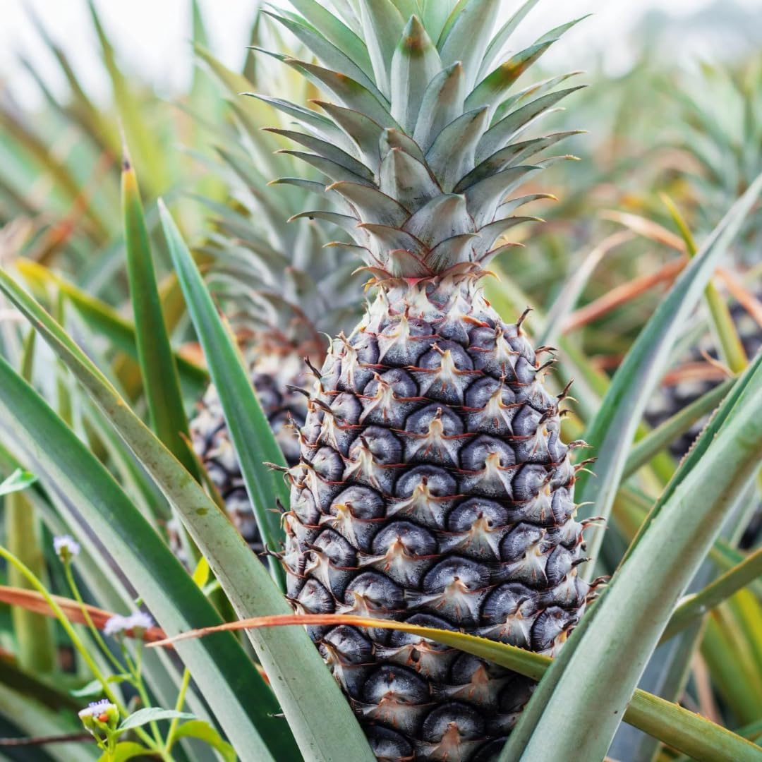 2 White Jade Pineapple Plants Live Bushes Shrubs Trees for Planting Outdoor, Fragrant and Sweet Pineapple, Tropical Fruit, 5 to 7 Inces Tall, No Pot