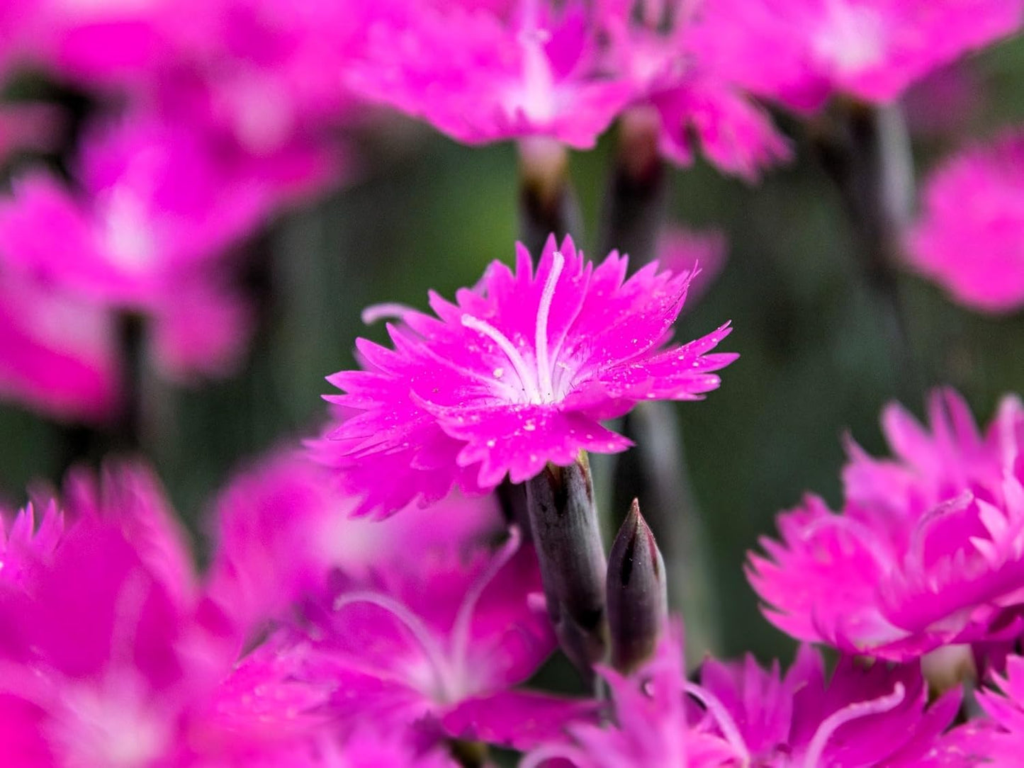 Greenwood Nursery: Live Perennial Plants - Firewitch + Dianthus Gratianopolitanus - [Qty: 2X 3.5 Pots] - (Click for Other Available Plants/Quantities)
