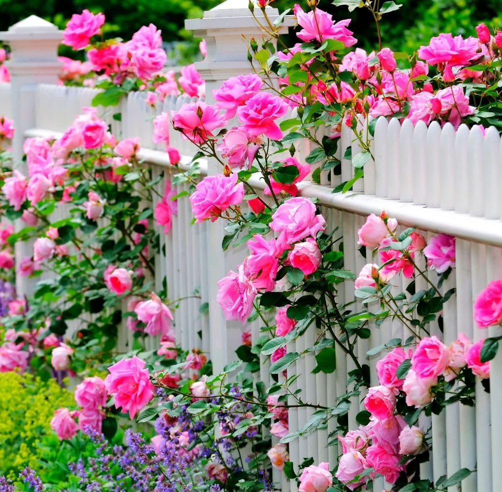 100pcs Pink Climbing Rose Vine Seeds - Amazing Growth and Beautiful Roses - Perennial Heirloom Non-GMO Outdoor