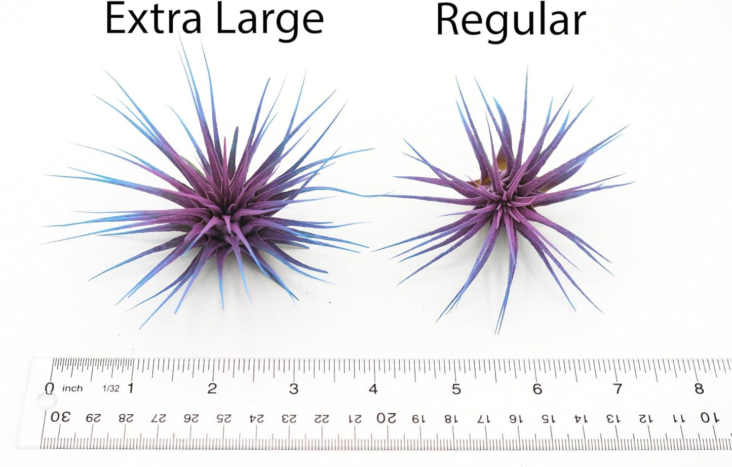 Live Extra Large Tillandsia Ionantha Guatemala Colorful Air Plant 3+ inch Enhanced Color Easy Care Indoor Outdoor Home Decor Gift Airplant by Awesome Industries (Orange XL)