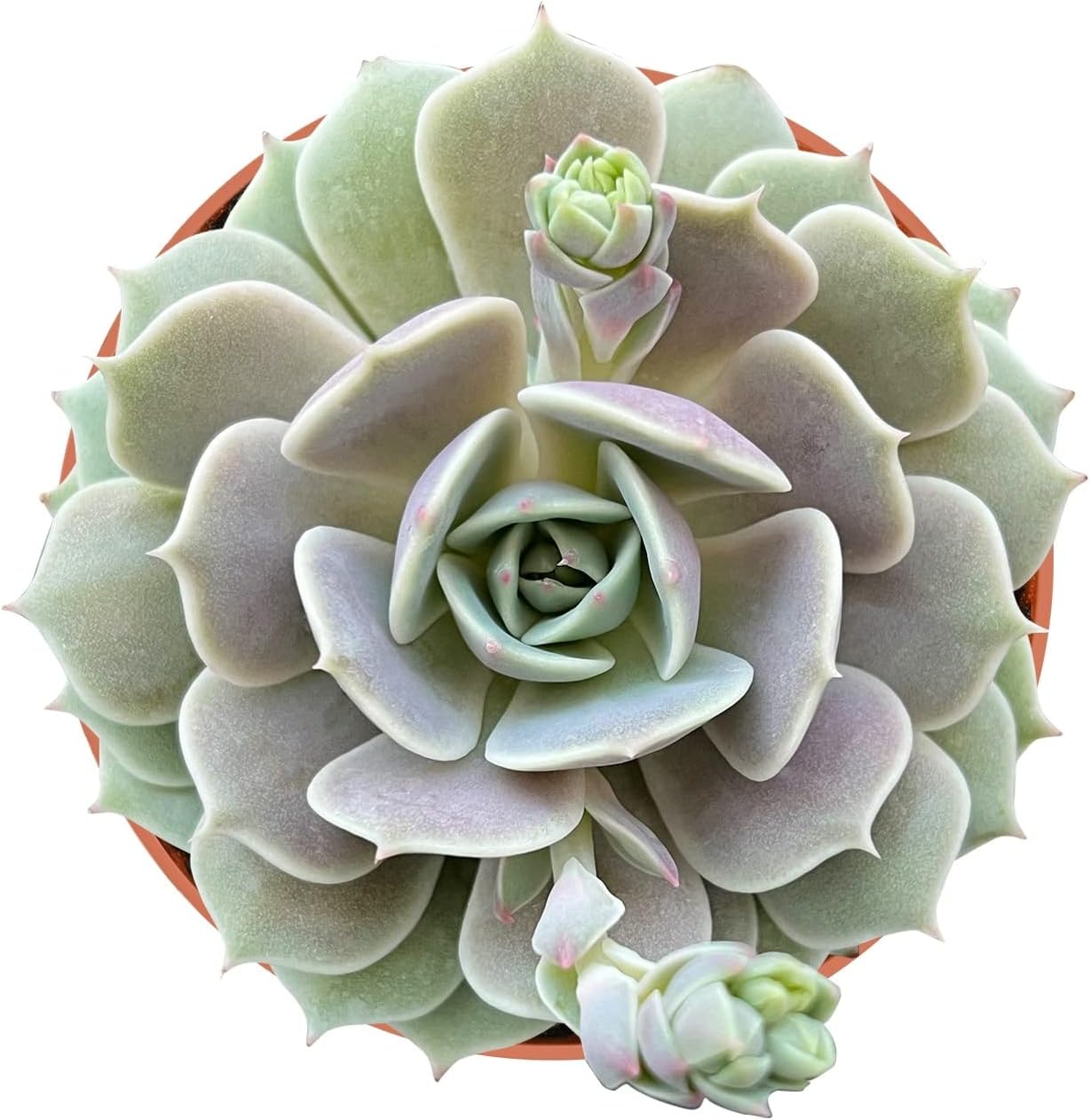 4-inch Succulent Echeveria 'Lola', Live Succulents Plants Fully Rooted in Pots with Soil, Easy-Care House Plants for DIY, Home Office Decoration