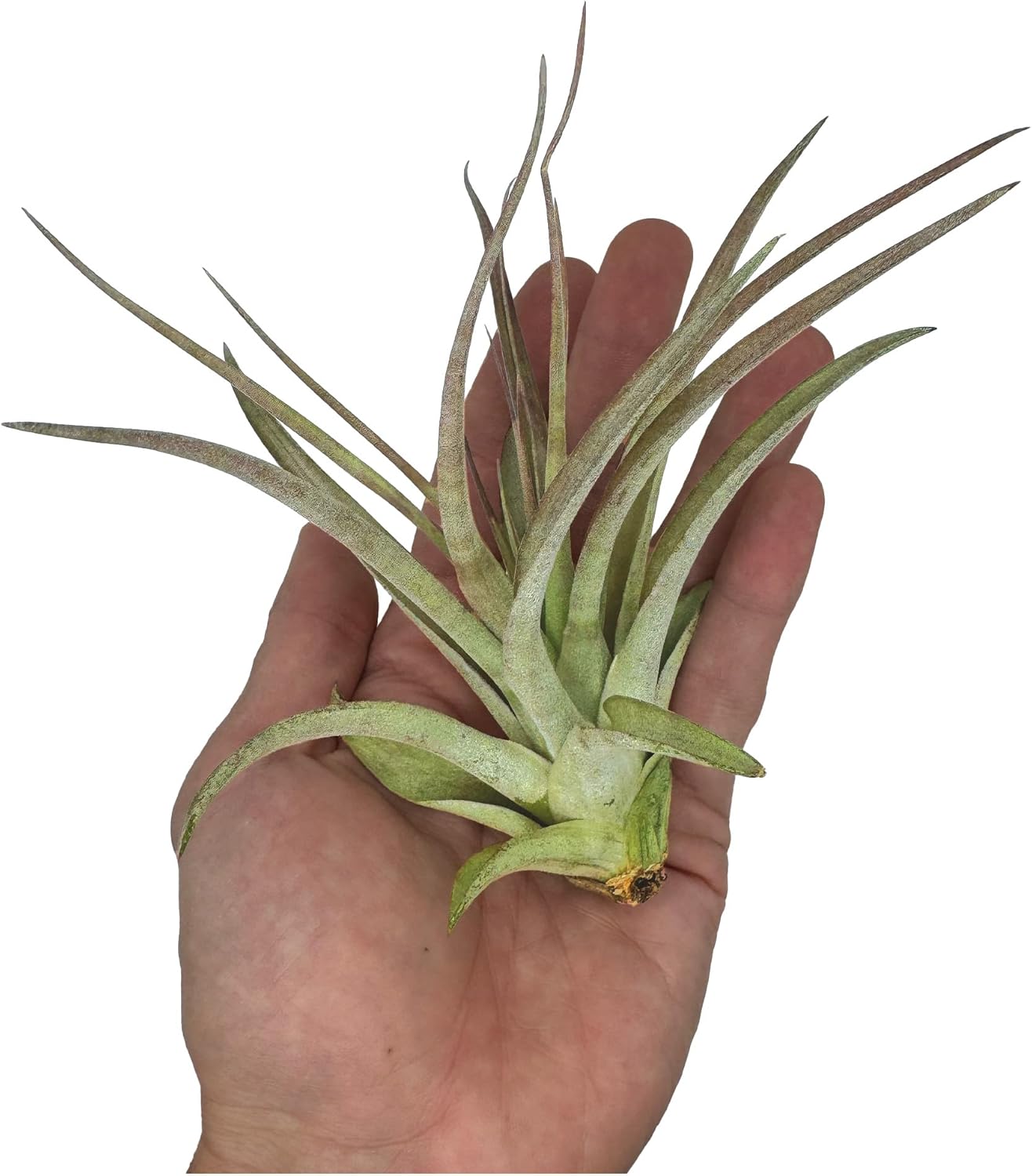 Air Plants - Tillandsia Brachycaulos Multiflora, Jumbo 5-7" - 1 ct - Live Arrival Guaranteed - House Plants for Home Decor & Gift