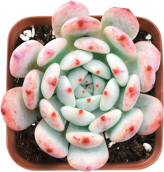Live Succulent Echeveria 'Biante', Approx 2-inch Large, Potted Succulents, Fully Rooted, Easy Care House Plants