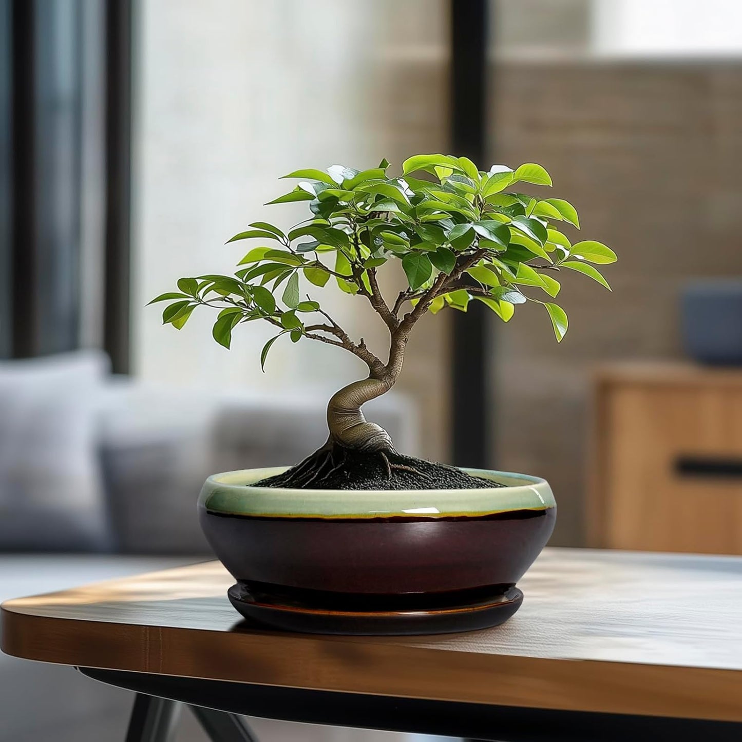 SQOWL Bonsai Pots 8 Inch - Ceramic Succulent Planters with Drainage Hole and Tray, Round Shallow Planter for Indoor Plants, Ceramic Planter Bowl Outdoor, Living Room Decor, Garden Gift, Green-Brown