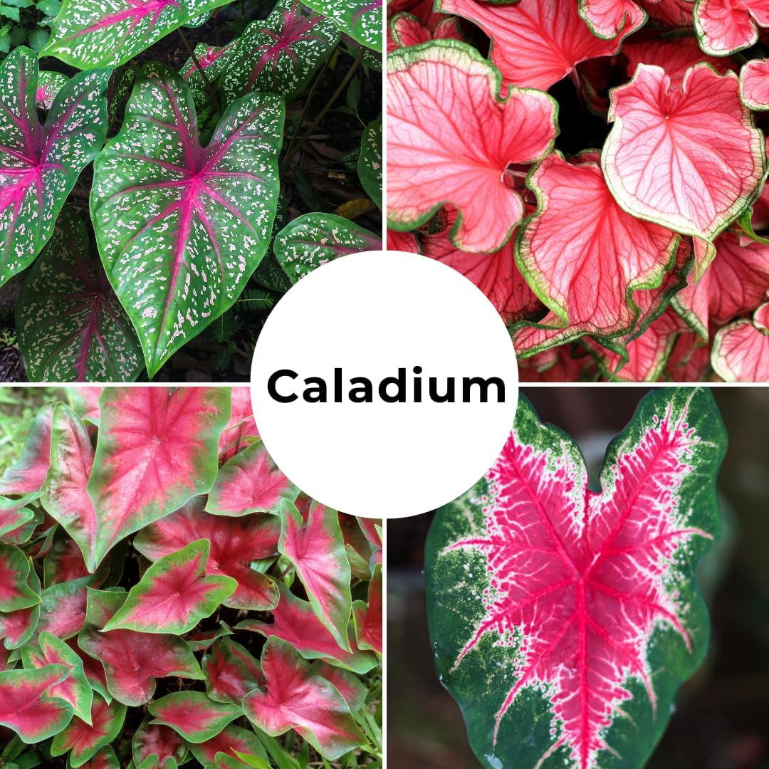 Hawaiian Punch Caladium Bulbs for Planting -Rare Coloring - Perennial Hosta, Elephant Ears, Fancy (5 Elephant Ear Bulbs)