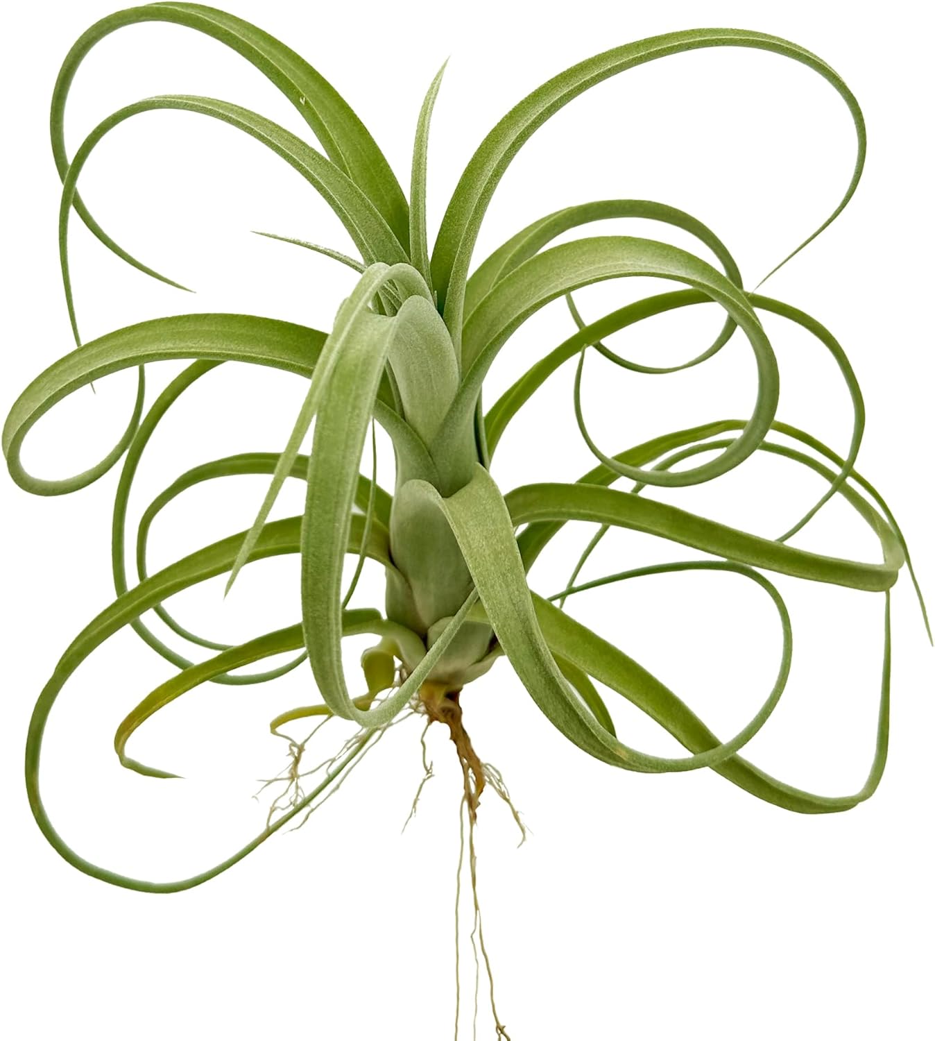Live Air Plants - Tillandsia Curly Slim Jumbo – 1 Count 5-9 inches – Ideal for Gifts & Presents, Live Indoor Plants & Live House-Plants – Live Plants for Home décor, 30 Day Guarantee