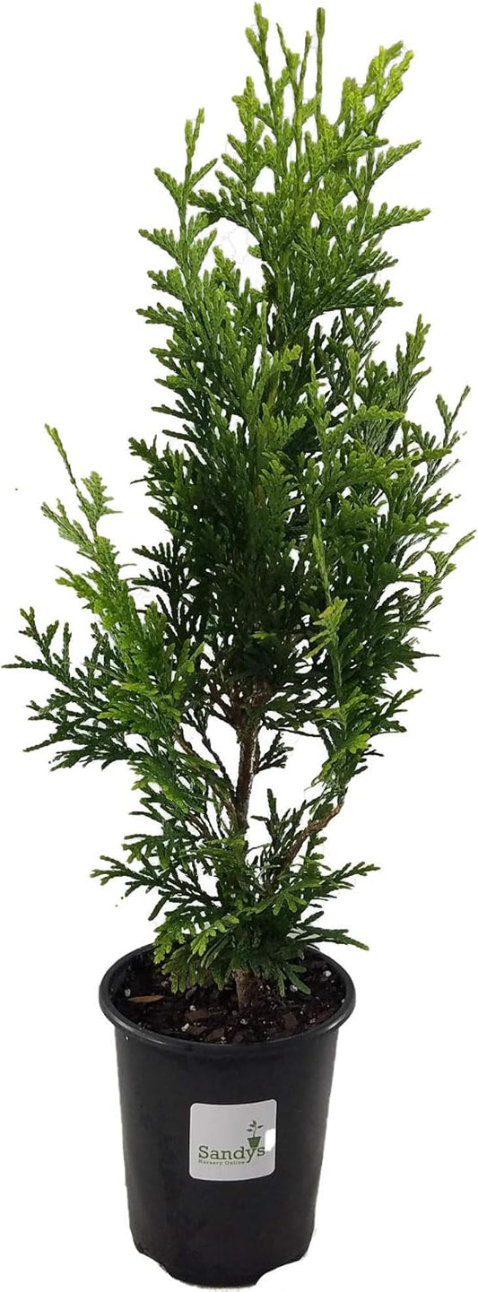 Thuja Green Giant Arborvitae Lot of 20, Quart Pot