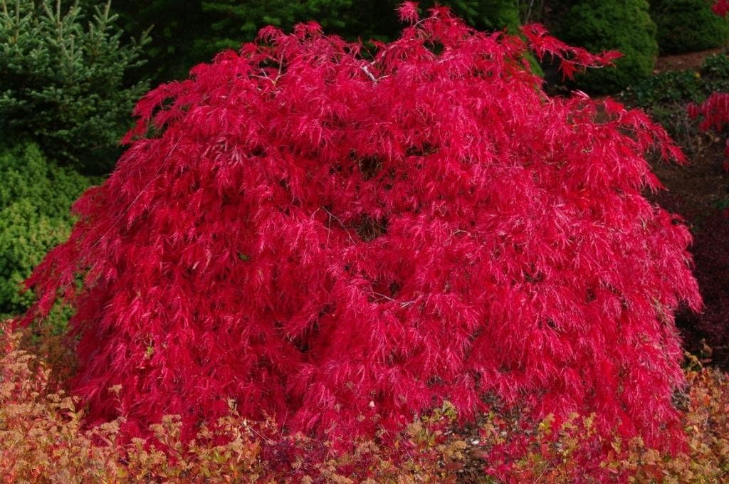 Red Dragon Weeping Japanese Maple - 3 Year Live Plant