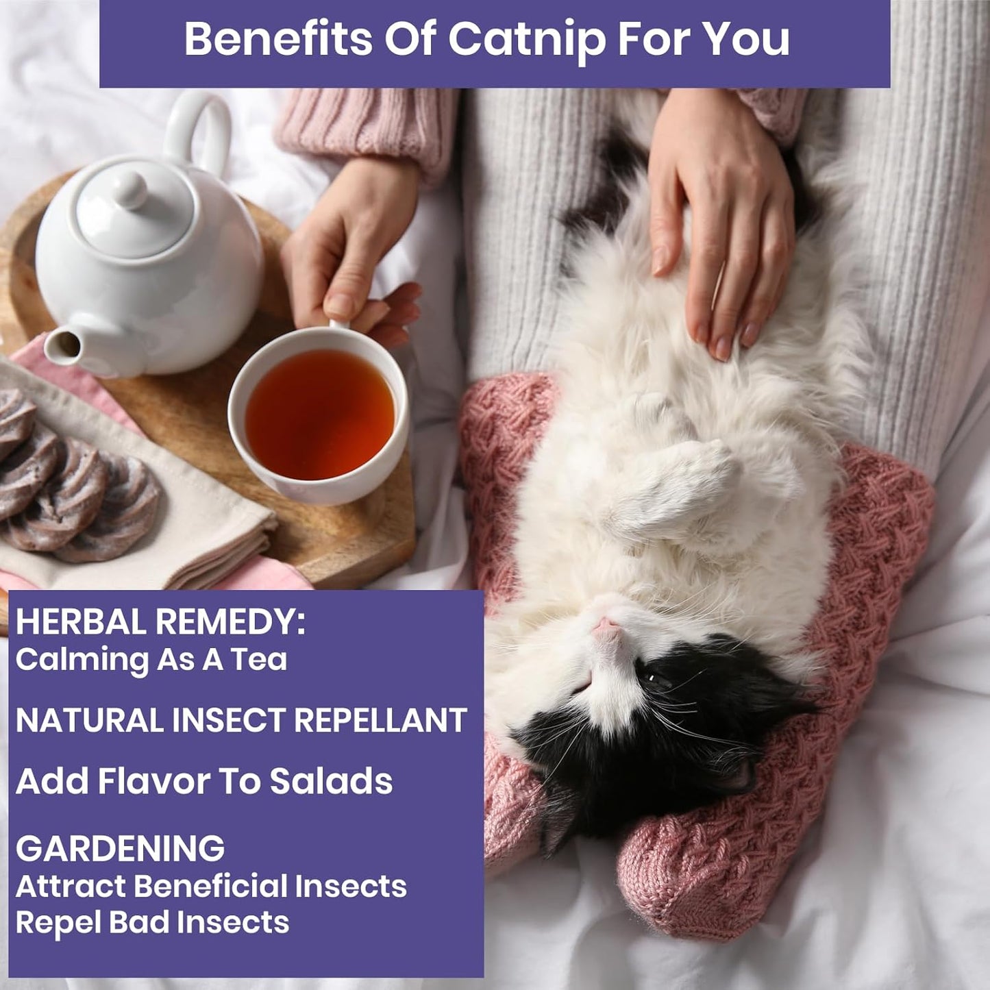 NatureZ Edge Catnip Seeds for Planting, 2200+ Herb Seeds, Indoor or Outdoor Growing, Cat Nip Seeds, Your Cat Will Love Them, Non-GMO