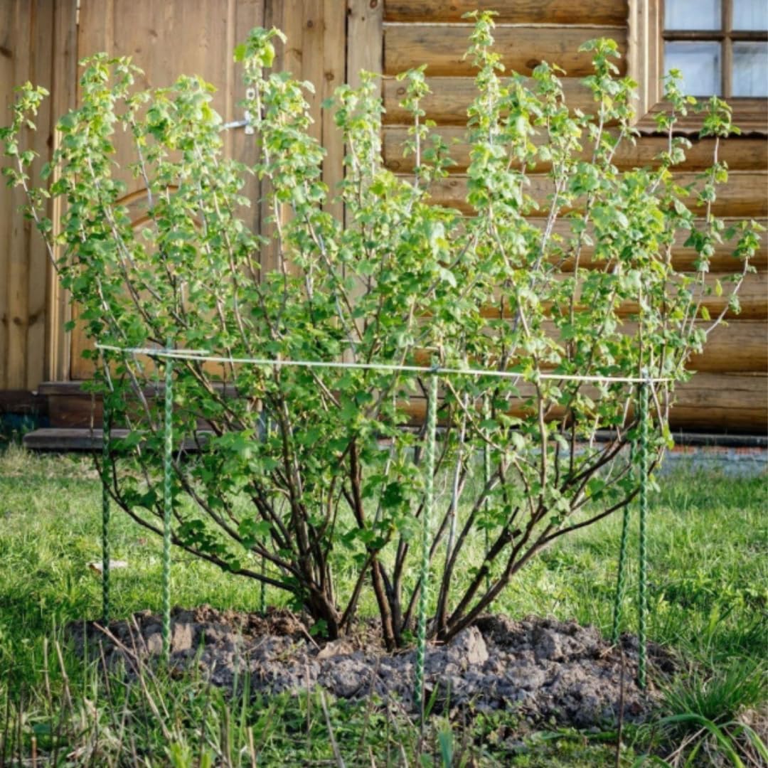 Fiberglass Eco Friendly Garden Stakes (Choose Height/Quantity) – Durable, Lightweight, Tomato, Tree, Strawberry, Plant, Support Fencing Stakes with Patterned Surface 5/16" Diameter (50, 5)