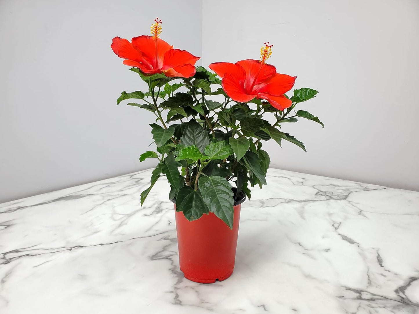 Tropical Plants of Florida - Red Hibiscus Bush Dwarf - Flowering Plants Live - 12" to 16" Overall Height - 1 Gallon Planter (Plant Only)