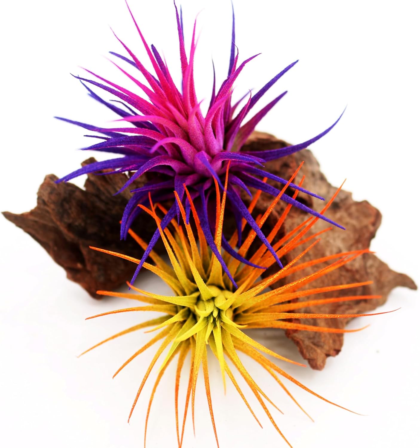 Live Extra Large Tillandsia Ionantha Guatemala Enhanced Colored Colorful Air Plant 3+ inch Easy Care Indoor Outdoor Home Decor Gift Airplant Awesome Industries Live Arrival Guaranteed (Moonbeam XL)
