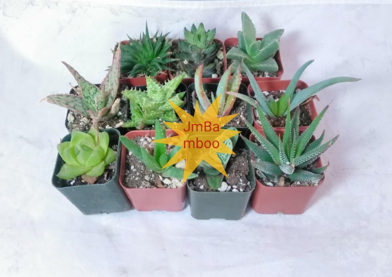 7 Different Aloe Plants - Easy to grow/Hard to Kill! - 2" Pots unique from Jmbamboo