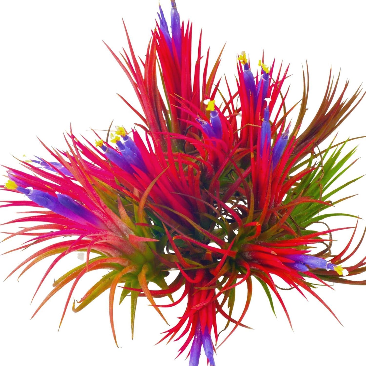 Tillandsia Plants, Red Tillandsia Air Plants Live, Combo 15 Succulents Plant Live, House Plant Indoor Outdoor, 2 Inc Tall