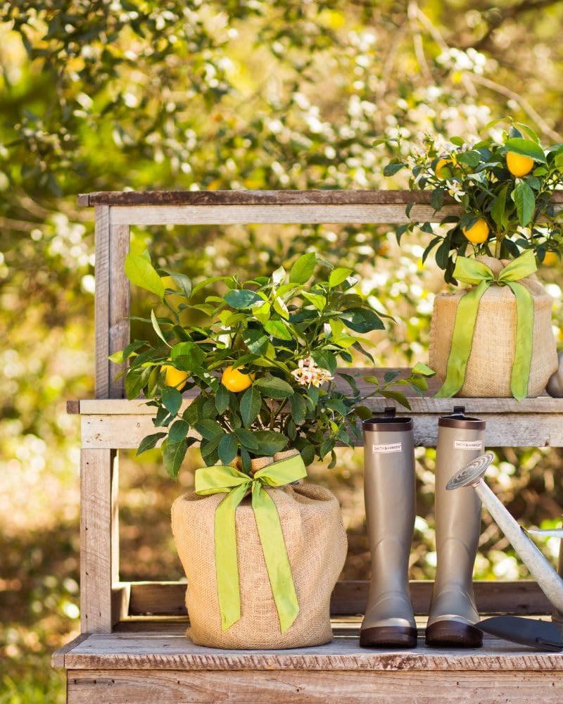 Meyer Lemon Gift Tree, Dwarf Fruit Tree with Sweet Juicy Lemons, Live Indoor and Outdoor Citrus Plant, Housewarming Gift by The Magnolia Company, No Shipping to TX, LA, AZ, AL, CA