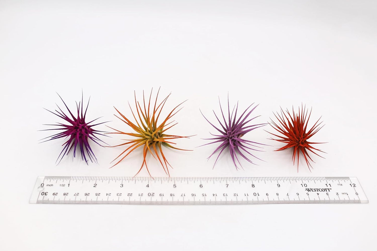 Dyed Tillandsia Ionantha Guatemala Enhanced Colored Colorful Air Plant Live Easy Care Indoor Outdoor Home Decor Gift Airplant by Awesome Industries Live Arrival Guaranteed (Moonbeam)