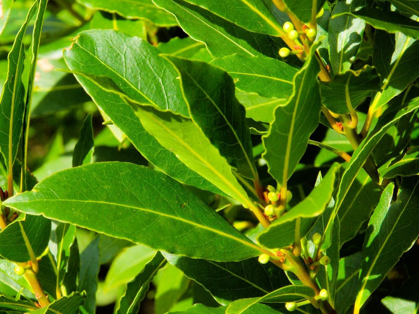 Greenwood Nursery: Live Perennial Plants - Bay Laurel Herb + Laurus Nobilis - [Qty: 2X 2.5 Pot] - (Click for Other Available Plants/Quantities)