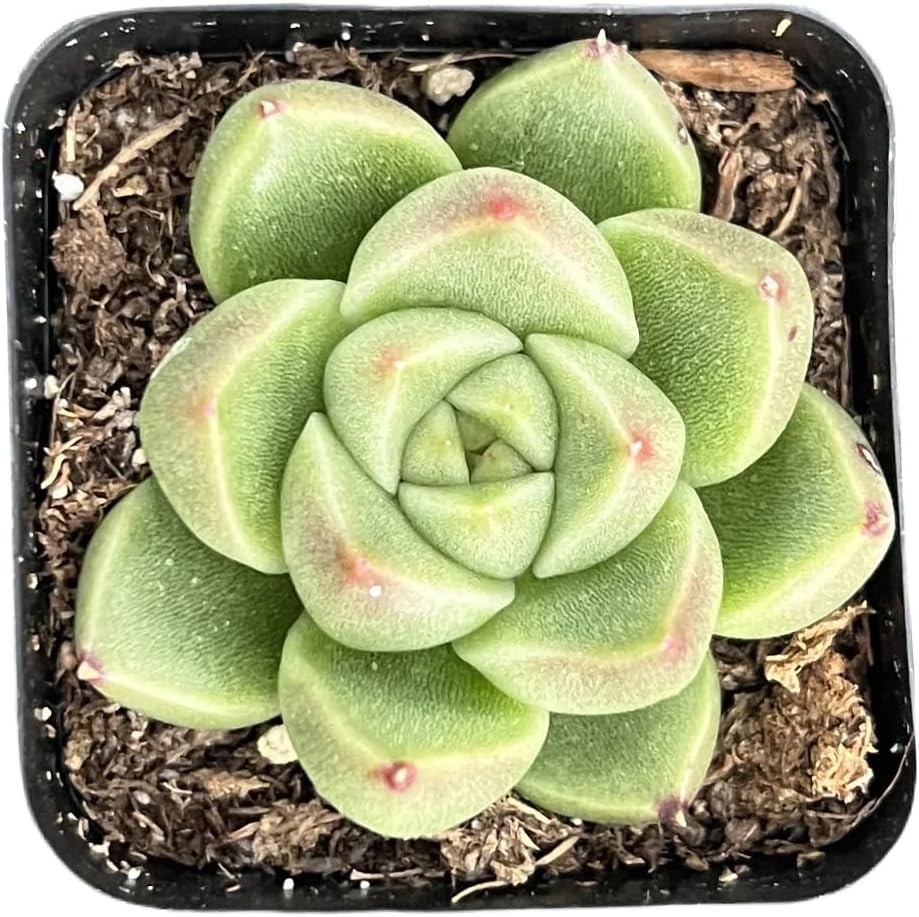 2" Rare Succulent Echeveria 'GoldQuartz', Live Succulents Plants Fully Rooted in Grower Pots, Unique Gift for Wedding Favor, Party Favor