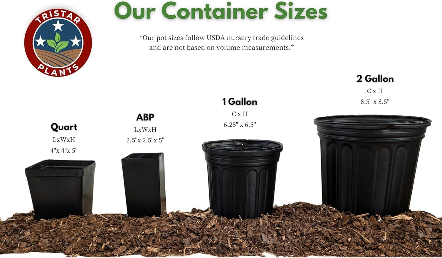 TriStar Plants - Thanksgiving Cactus - 4" inch Pot, Fasle Christmas Cactus, Easter Cactus, Holiday Plant, Winter Flowers, Christmas Plants, Winter Blooms (White)