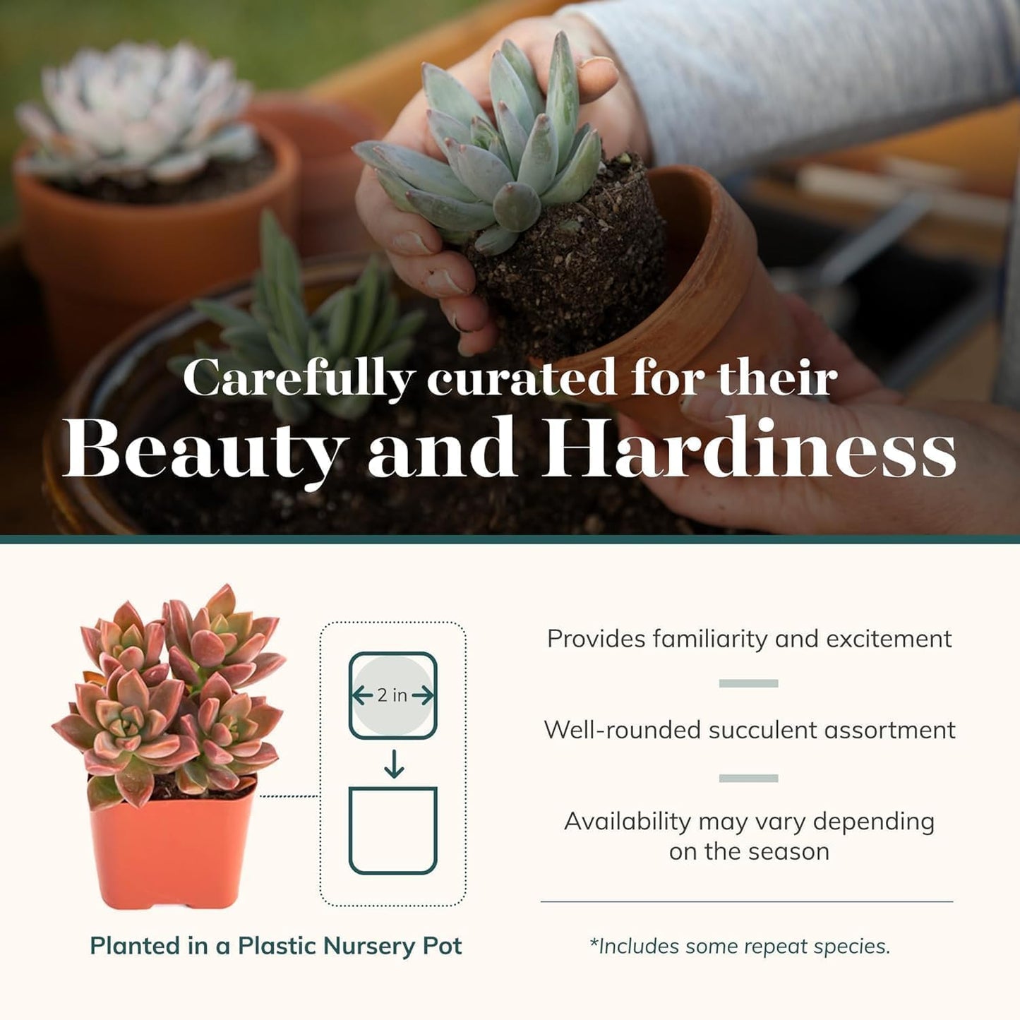 Shop Succulents Assorted Succulent Plant Pack Collection - Live Mini Succulent Plants, Low Maintenance, Mixture of Colors & Textures - Wedding and Party Favors, Gift & Garden, Pack of 6