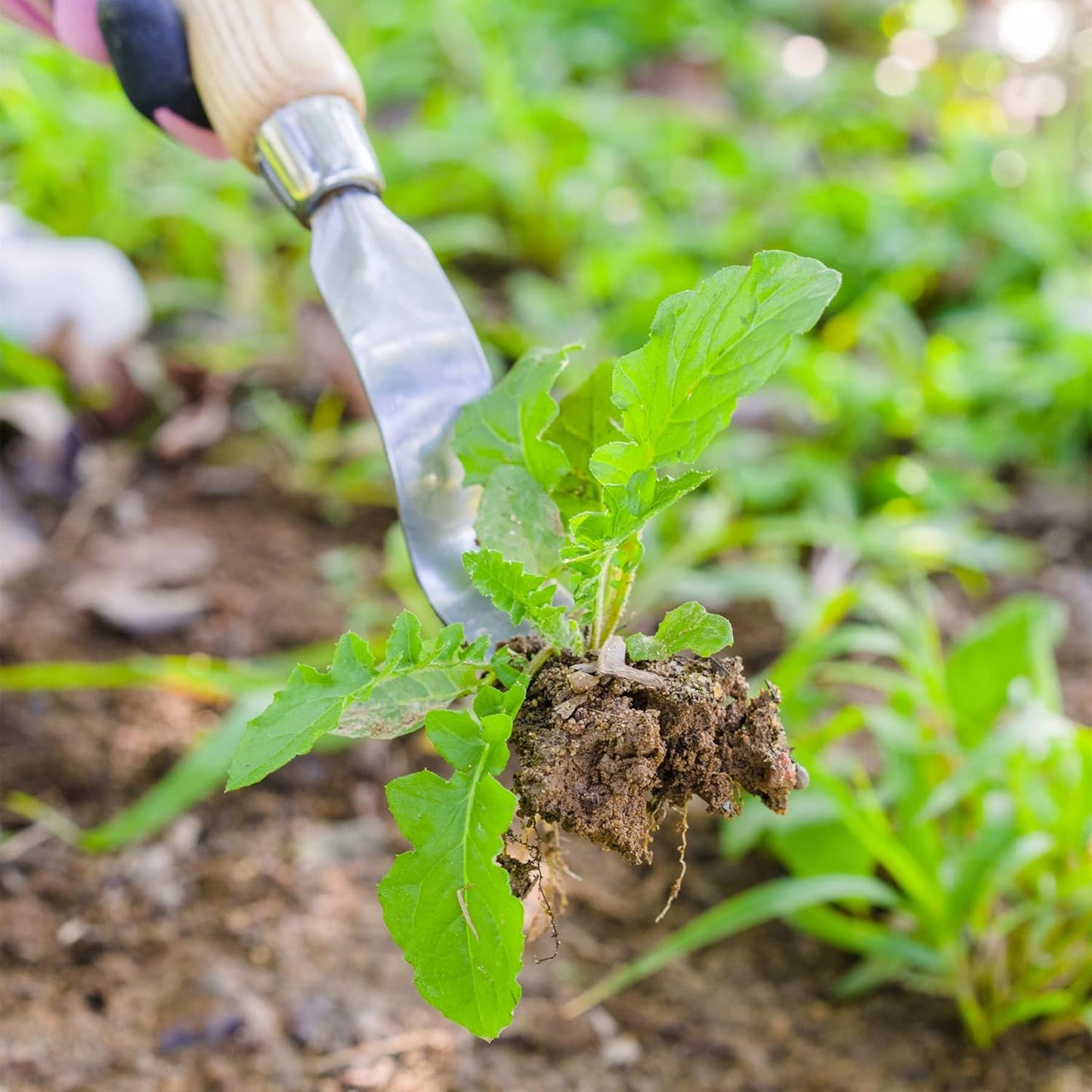 Berry&Bird Hand Weeder Tool, Stainless Steel Gardening Weed Puller, 12.1" Manual Weeding Removal Cutter Tool with Ash Wood Handle for Planting, Weeding, Flower & Vegetable Care in Garden Lawn Yard