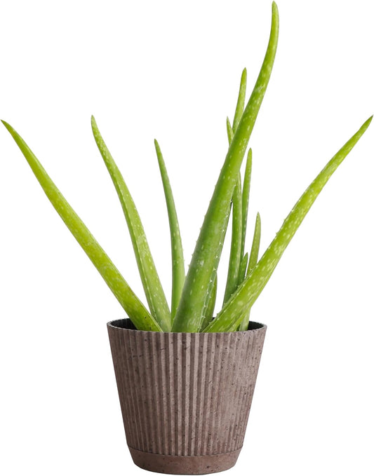Thorsen's Greenhouse Aloe Vera, Live Indoor Plant, Aloe barbadensis, Easy to Grow, Succulent, Natural Air Purifier, 4" Diameter Pot (Coffee)