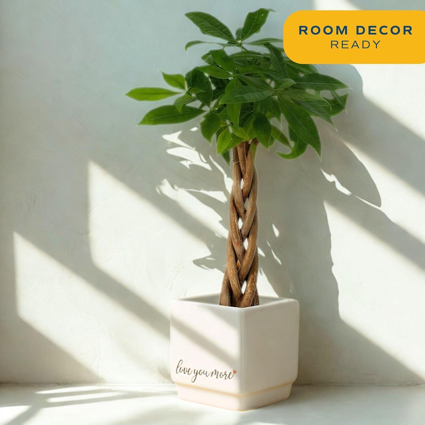 Costa Farms Money Tree Live Plant | 8-10 Inches Tall | Easy to Grow Indoor Houseplant in 2.5 Inch Cute Planter | Live Bonsai Home, Office, or Room Decor | Gardening, Birthday, and Housewarming Gift