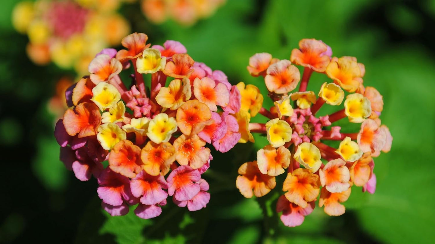 Lantana Confetti | 10 Live Plants | Lantana Camara | Colorful Garden Shrub | Drought Tolerant Perennial Plants