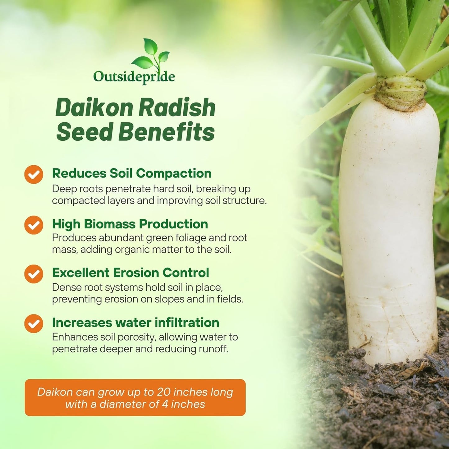 Outsidepride Annual Daikon Radish Seeds - 5 lbs. Chinese, Japanese, & Oriental Radish Seeds for Soil Health, Erosion Control, & Soil Aeration - Ideal for Gardens, Cover Crops, Pastures, & Food Plots