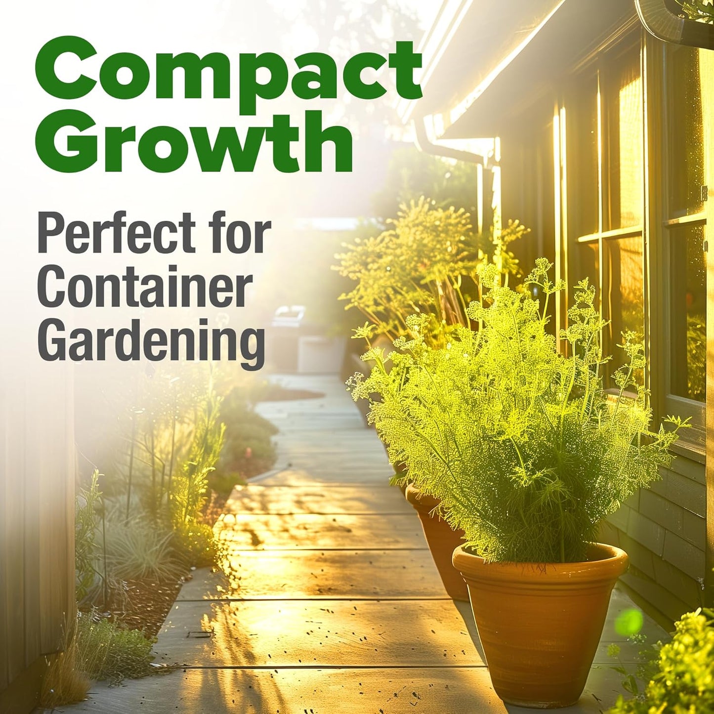 HOME GROWN Dill Seeds 2 Pack (Anethum Graveolens) - 2028 Non-GMO Heirloom Herb Seeds for Planting Indoors or Outdoors, High Germination, Ideal for Herb Gardens, Pots, and Cooking Flavorful Dishes