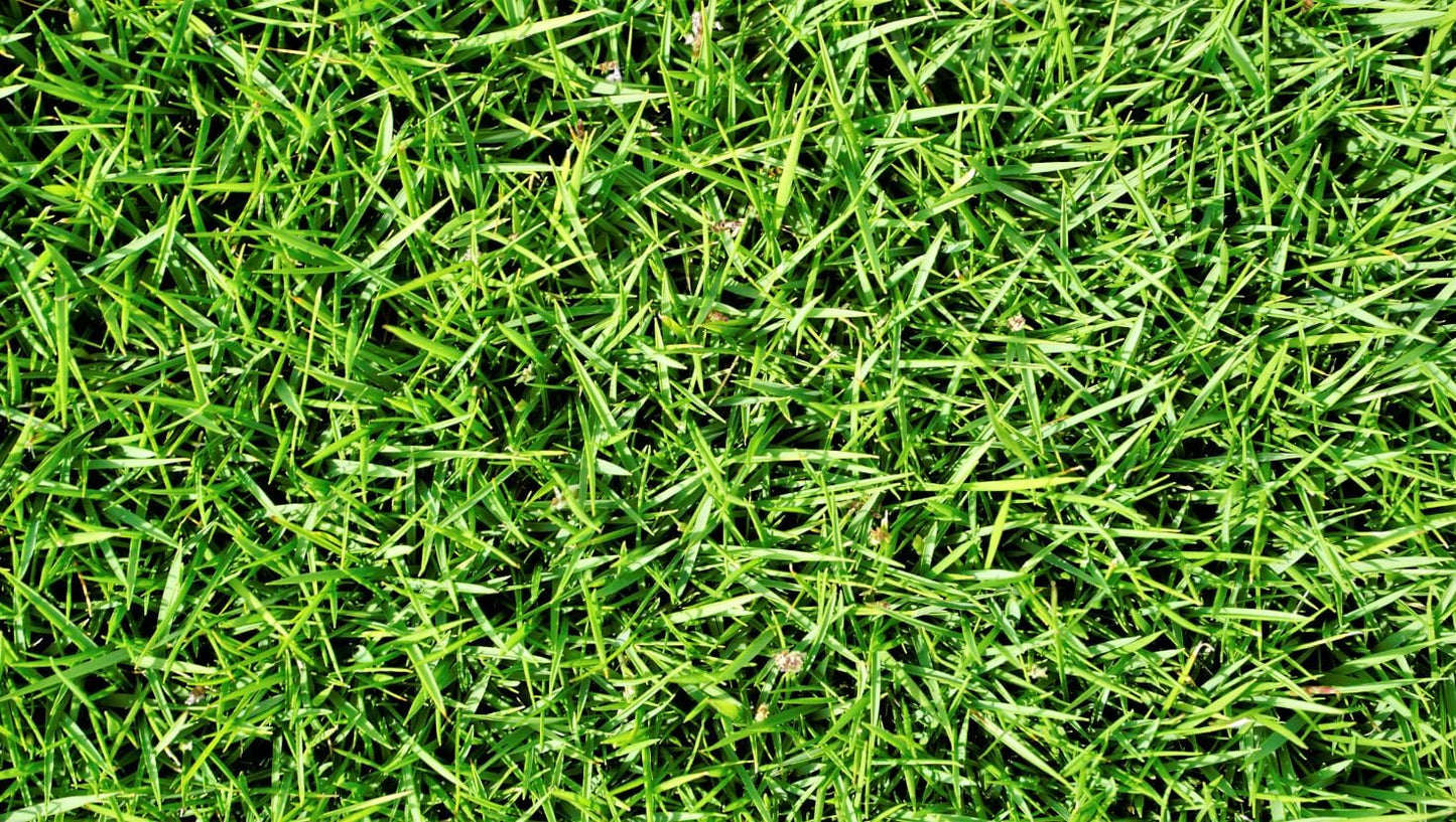 Brownie Brand Majestic Hulled Bermudagrass Seed | Premium Turf Grass for Dense, Drought-Resistant Lawns | Fast-Growing, Heat-Tolerant, Certified Seed for High-Traffic Areas. (5 Pound)