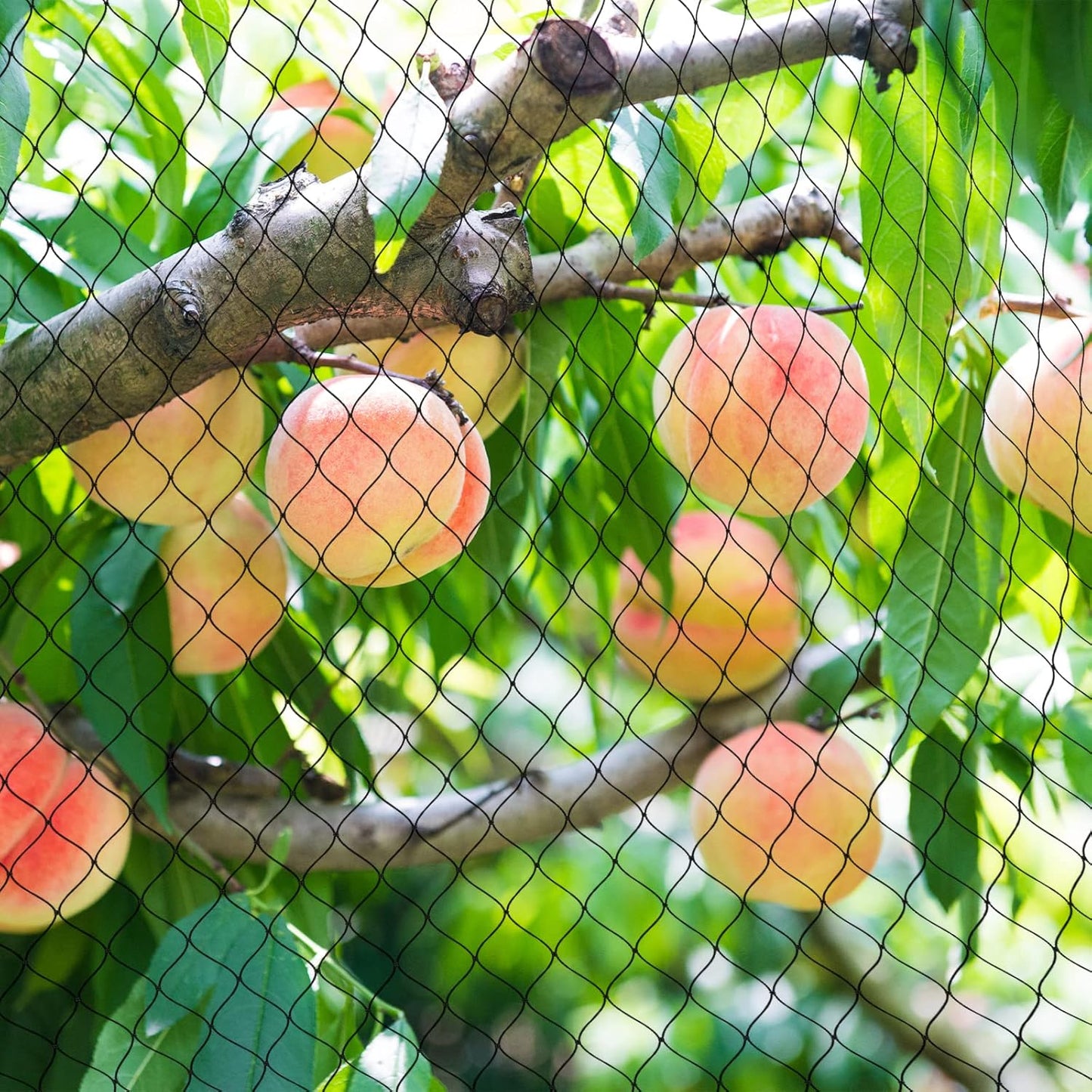 Bird Netting - 50x 50ft Black Poultry Net with 1" Square Mesh Protect Against Rodents Birds, Hawk, Squirrel and Other Animals, Durable & Reusable Anti-Bird Netting use for Fence, Farm & Orchard