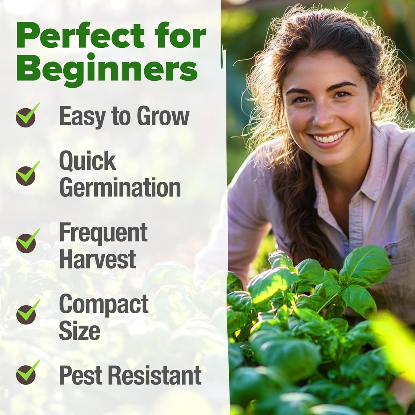 HOME GROWN 𝗨𝗦𝗔 𝗣𝗥𝗘𝗠𝗜𝗨𝗠 Genovese Basil Seeds Pack 1,750+ High Germination 𝗡𝗢𝗡-𝗚𝗠𝗢 Heirloom Seeds (Ocimum basilicum) Herb Seeds for Planting Indoor & Outdoor Gardening, for Culinary Use