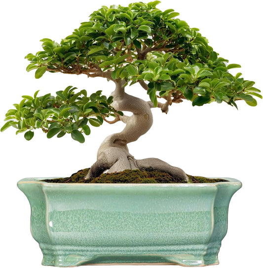 Bonsai Pots - 13.7 Inch Rectangle Ceramic Pots for Plants, Large Succulent Planter with Drainage Hole, Decorative Planters for Indoor Outdoor, Garden House Decor, Housewarming Gifts, Green