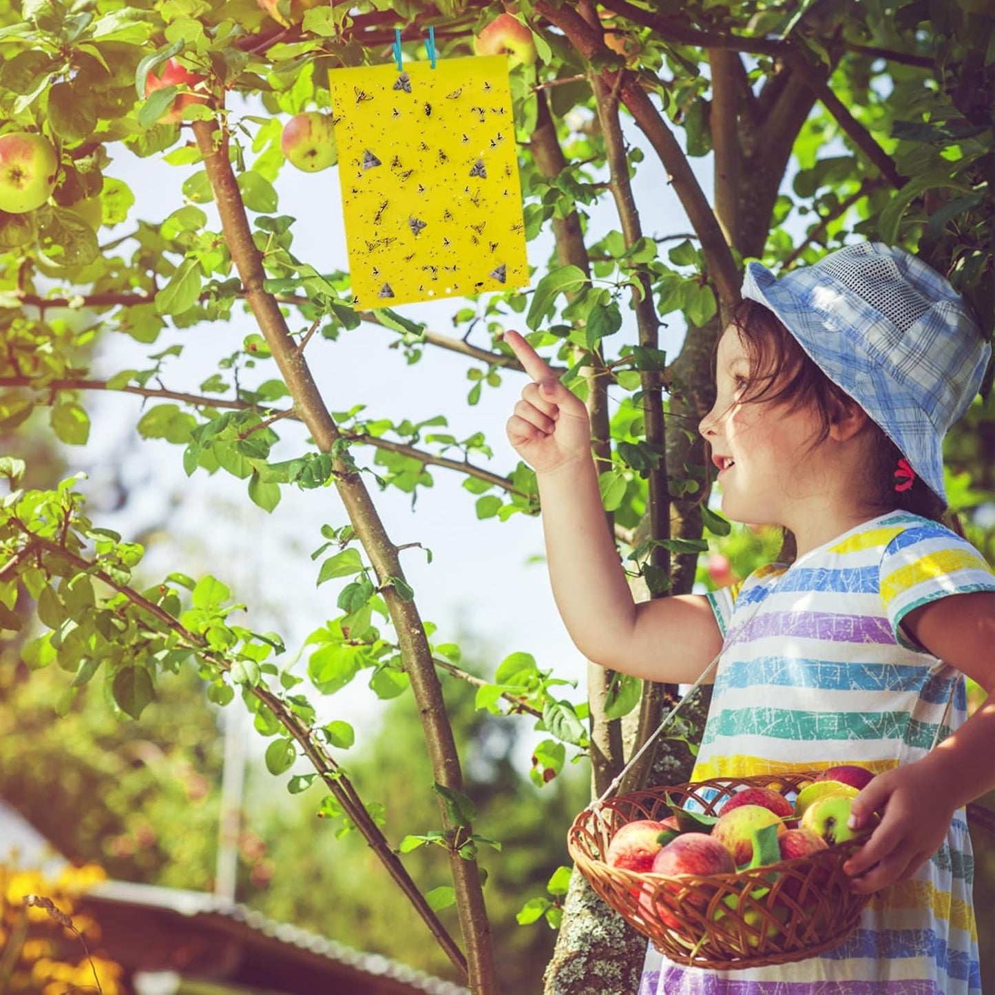 Dwcom 60 Pack Yellow Sticky Traps for Gnats Fruit Fly Traps for Indoors, Fungus Gnat Traps for House Indoor Fly Paper Indoor for Gnats Killer Indoor Trap