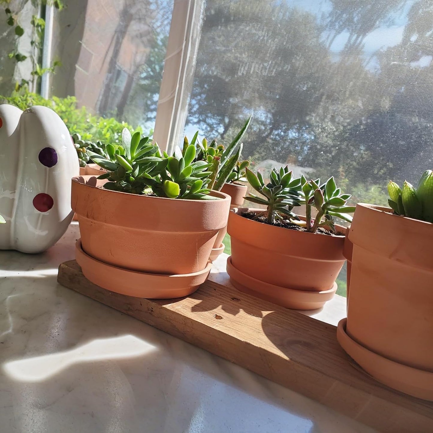 Shallow Terracotta Pots 5 inch, Pack of 6 Clay Pots for Plants with Drainage Holes and Saucers, Mini Nursery Plant Pots for Seed, Succulents, Cactus, Indoor,Outdoor