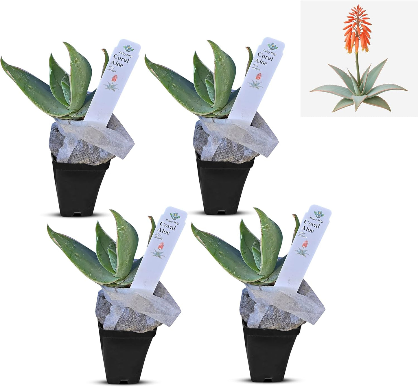 Coral Aloe Plants (Aloe striata) - Live Succulent with Striking Pink Edges and Smooth, Flat Leaves for Indoor/Outdoor Gardening (4 Coral Aloe Cups)