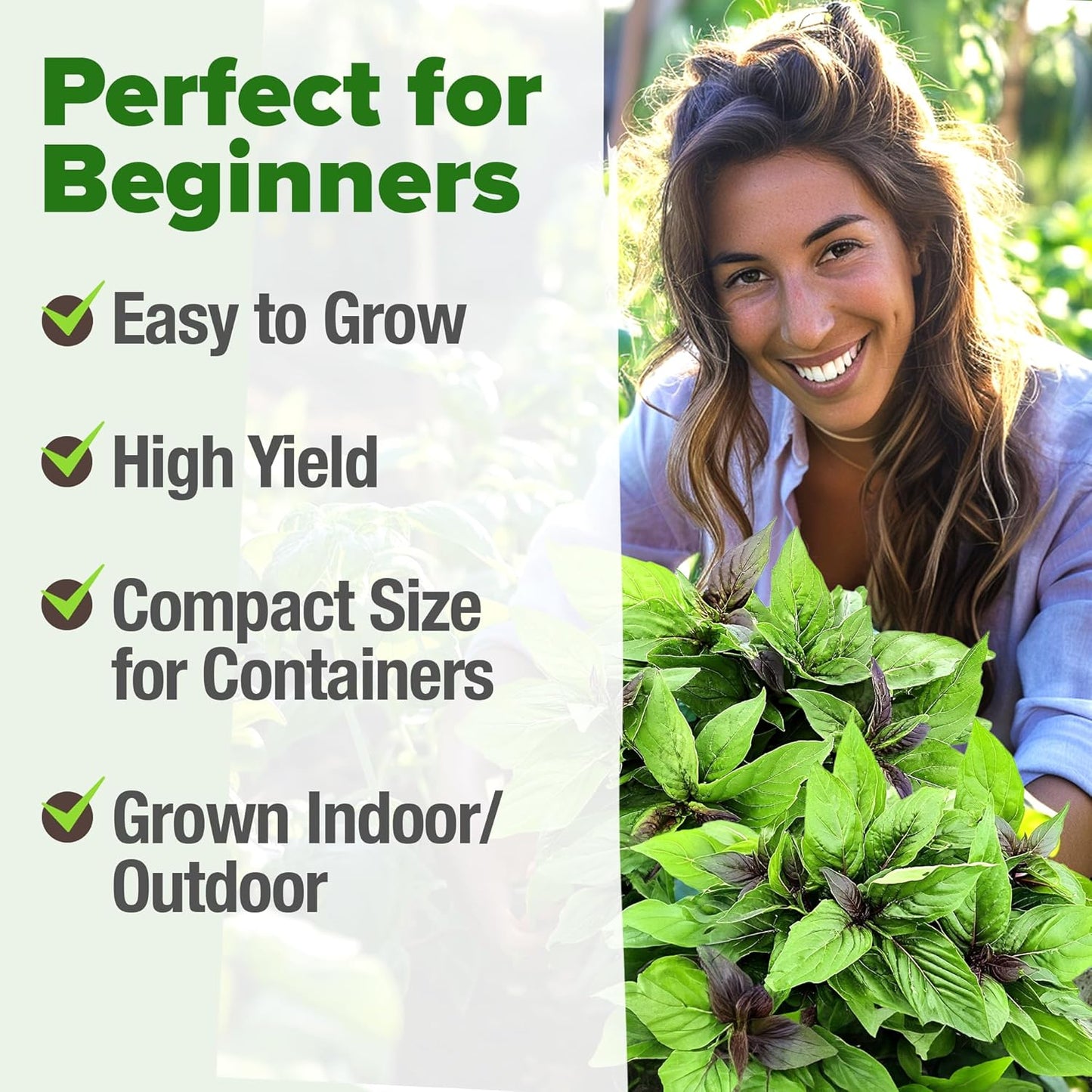 HOME GROWN Thai Basil Seeds Pack - 876 High Germination 𝗡𝗢𝗡-𝗚𝗠𝗢 𝗨𝗦𝗔 Heirloom Herb Seeds for Planting,Ideal for Growing Fresh Basil Planting Indoor or Outdoor(Ocimum basilicum var.thyrsiflora)