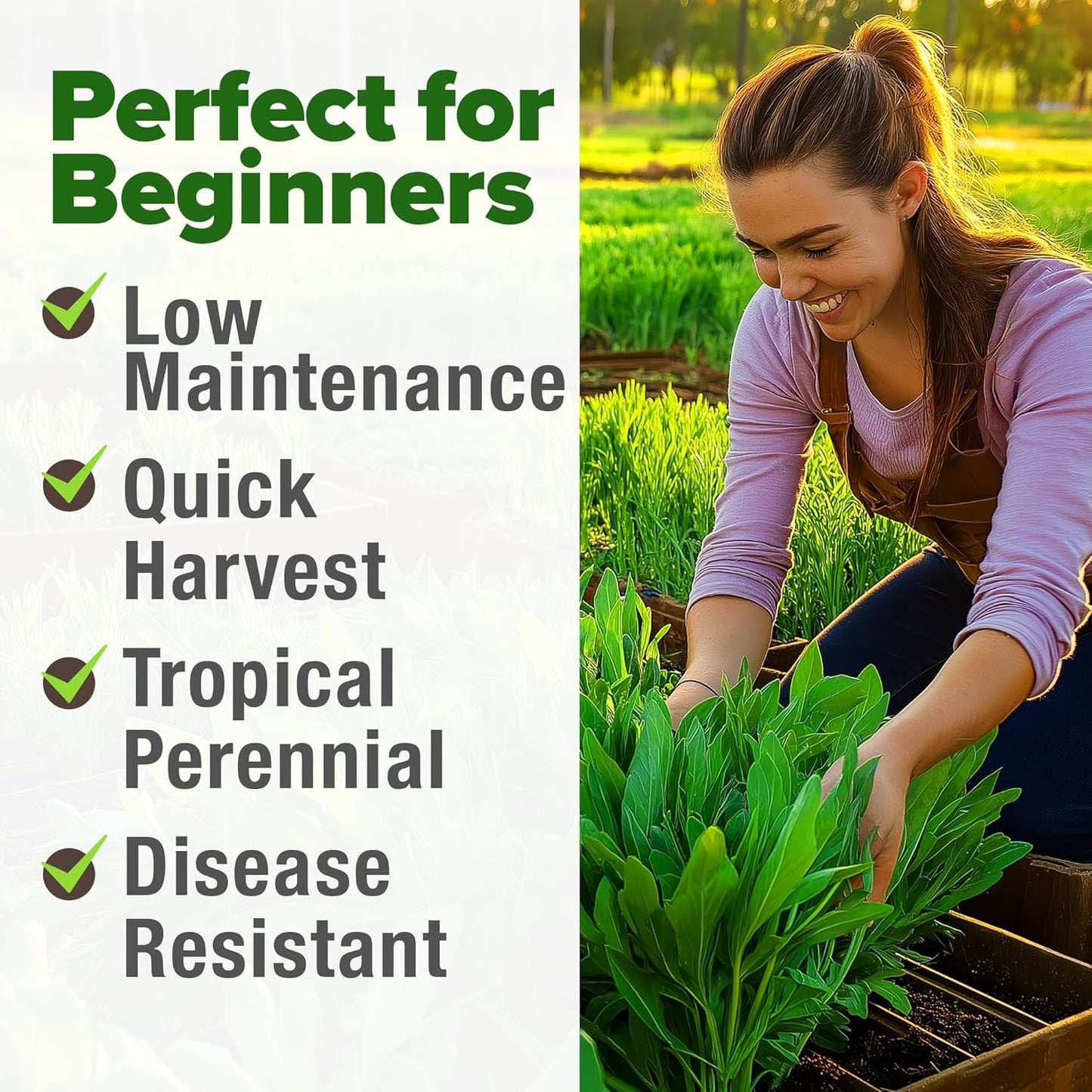 HOME GROWN Culantro Seeds - 720+ 𝗡𝗢𝗡-𝗚𝗠𝗢, 𝗨𝗦𝗔-𝗦𝗢𝗨𝗥𝗖𝗘𝗗 Heirloom Herb Seeds for Planting, Slow-Bolting, Flavorful Cilantro Alternative, Great for Outdoor Herb Gardens (Eryngium foetidum)