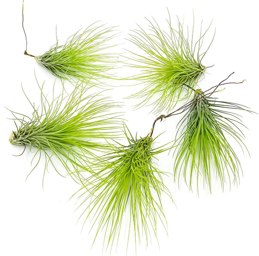 Air Plants - Tillandsia Andreana, Large 4-6" - 5ct - Live Arrival Gauranteed - House Plants for Home Decor & Gift