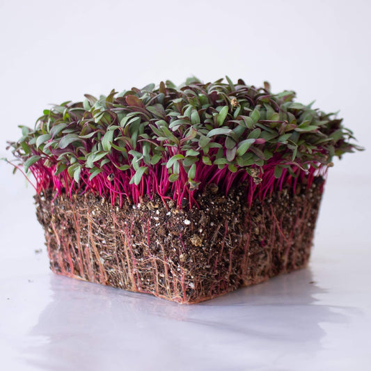 Beet Seeds - Red Round - 1 Lb ~24,000 Seeds - Beta vulgaris - Microgreens Seed - Non-GMO, Heirloom, Open Pollinated, Annual