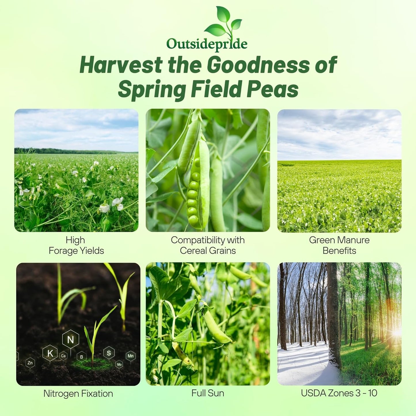 Outsidepride Dundale Spring Field Peas Seeds - 10 lbs. Annual, High-Protein Legume & Cover Crop Seeds for Forage, Food Plot, Gardens & Pastures - Ideal for Improving Soil Health, & Erosion Control