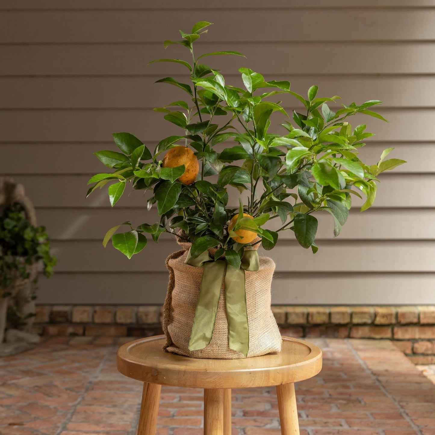 Meyer Lemon Gift Tree, Dwarf Fruit Tree with Sweet Juicy Lemons, Live Indoor and Outdoor Citrus Plant, Housewarming Gift by The Magnolia Company, No Shipping to TX, LA, AZ, AL, CA